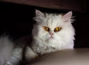 雷火电竞充值-当争冠之夜遇见苦行僧，三笘薰在深渊边缘完成的自我救赎