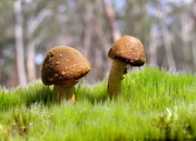 雷火电竞简介-当范弗利特化身战术沙盘，深圳队在第二节谜雾中迷失