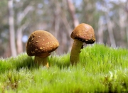 雷火电竞简介-当范弗利特化身战术沙盘，深圳队在第二节谜雾中迷失