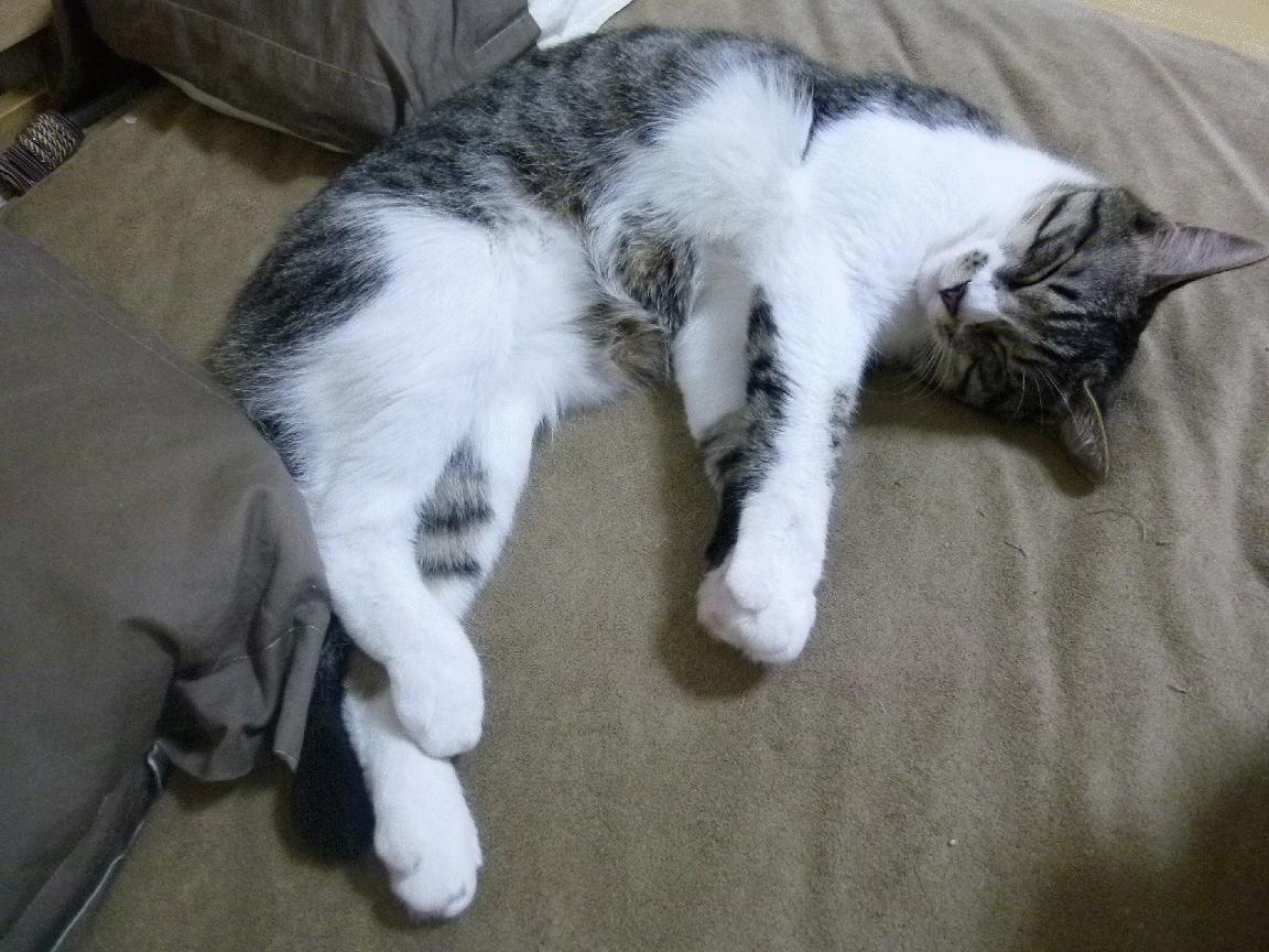 多维绞杀与单点破局，猛龙战术体系如何压制快船，布伦森又为何成为关键先生